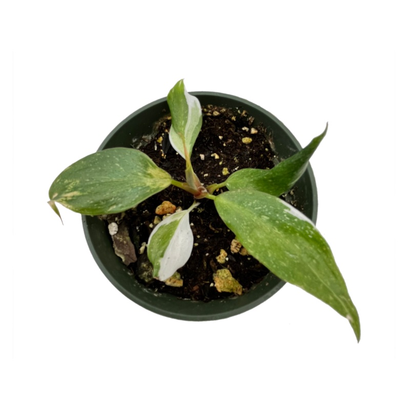 Philodendron White Knight (seedling)