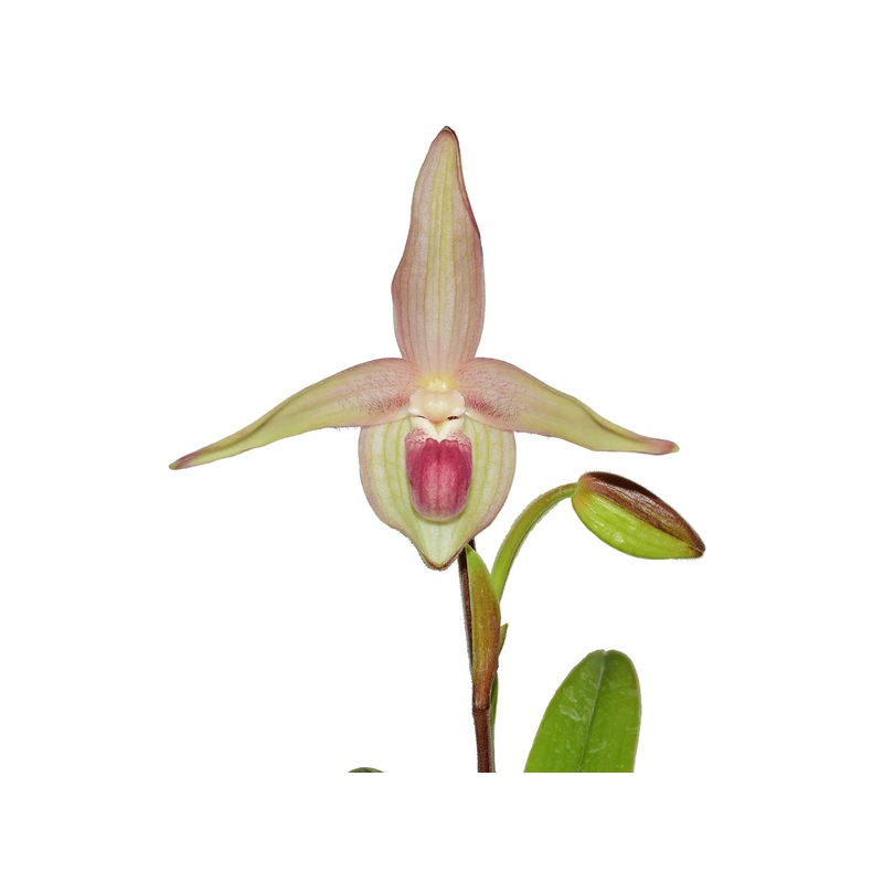 Phragmipedium Gerardo Guachisaca