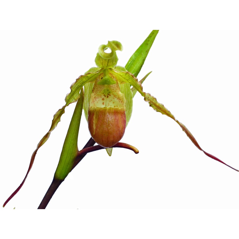 Phragmipedium hirtzii