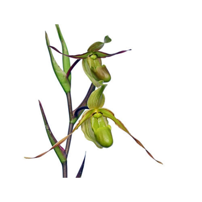 Phragmipedium longifolium