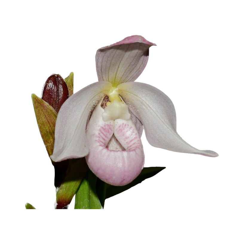 Phragmipedium Paz en Colombia