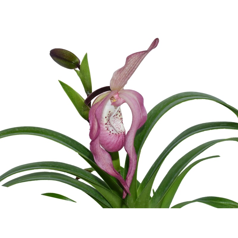 Phragmipedium Ramon de los Santos