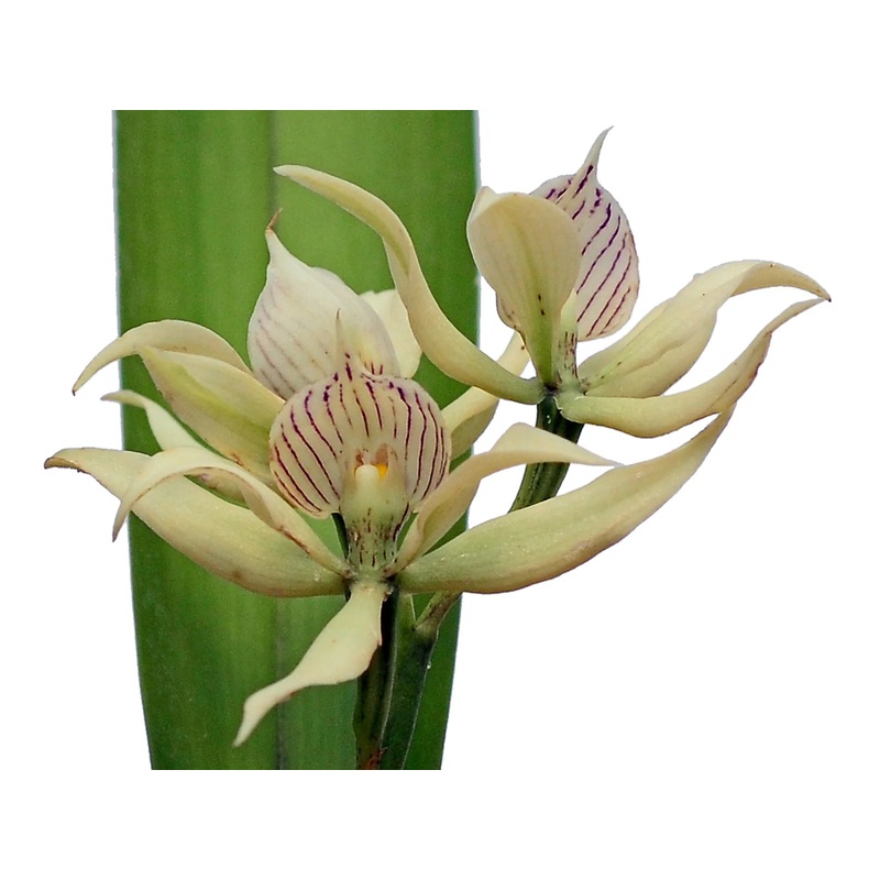 Prosthechea fragrans