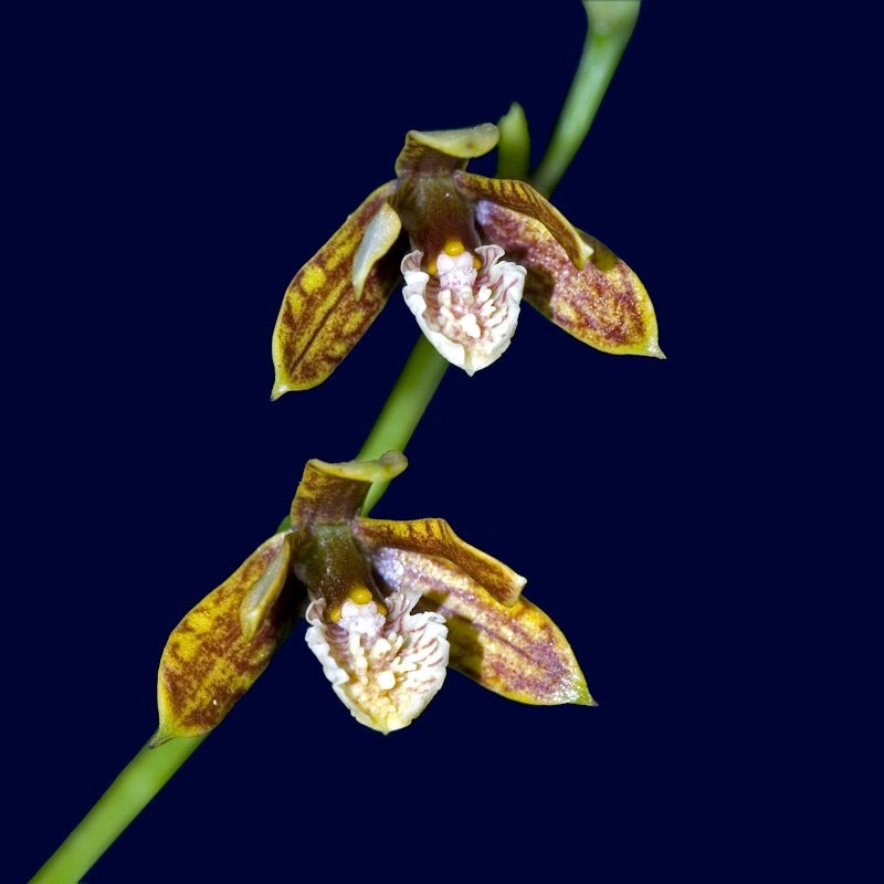 Prosthechea livida