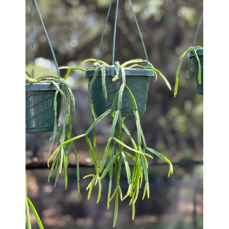 Rhipsalis sp.