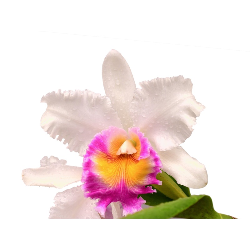 Rhyncholaeliocattleya Pietro Tosi X Blc. Louis Joyana West x Blc. Pamela