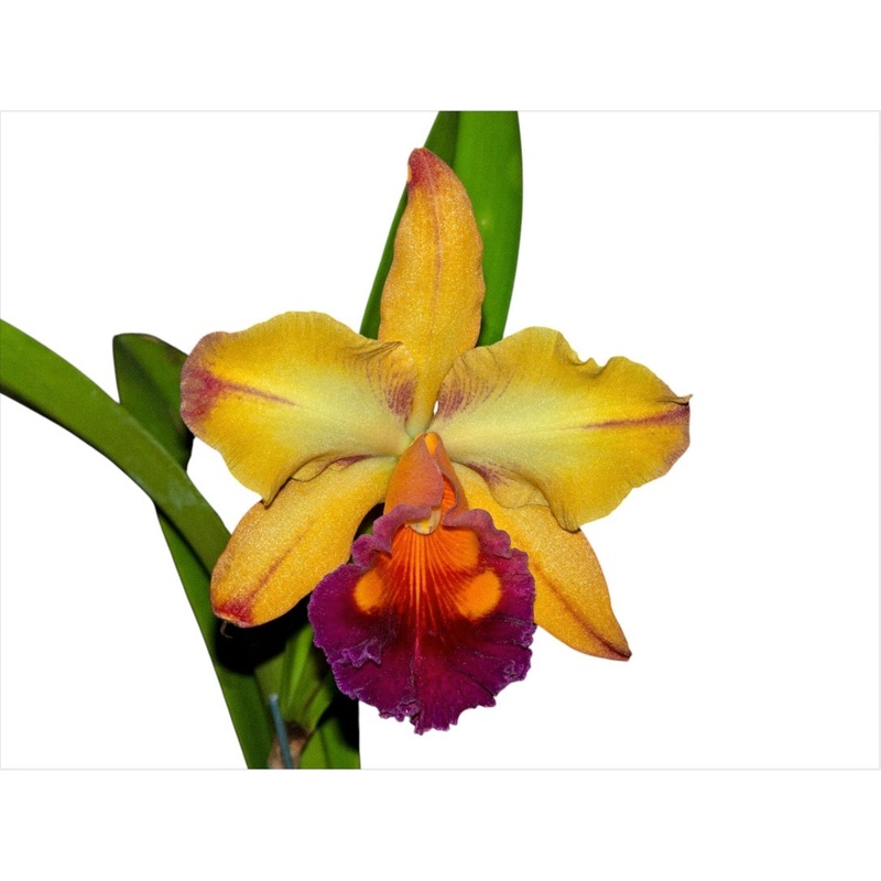 Rhyncholaeliocattleya Tainan Gold ‘Orchis’