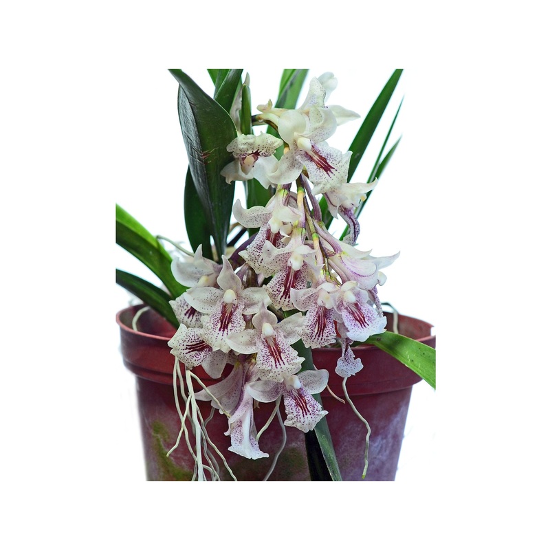 Rodriguezia dodsoniana