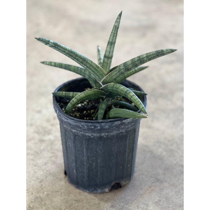 Sansevieria hargeisana