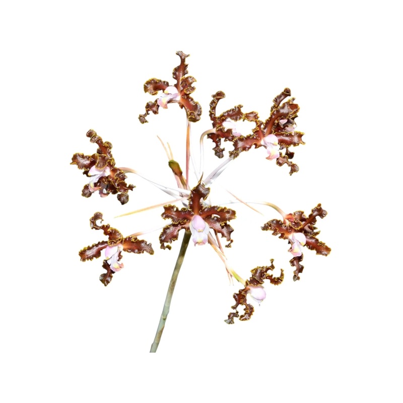 Schomburgkia weberbaueriana