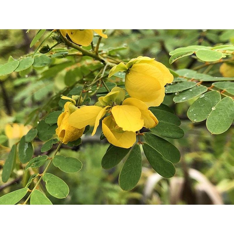 Senna pallida