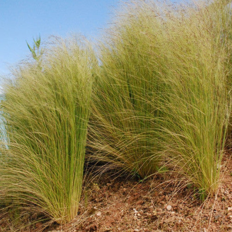 Stipa Elegantissima|8cm woodfibre potted plant or rootball|1/2 – 1 Litre rootball|1 – 1.5 Litre rootball