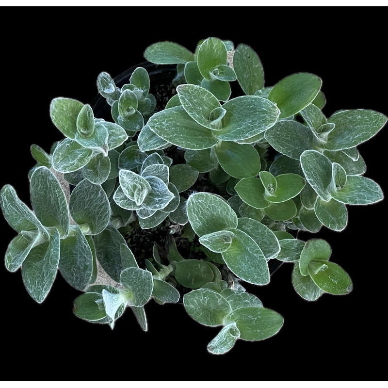 Tradescantia sillamontana
