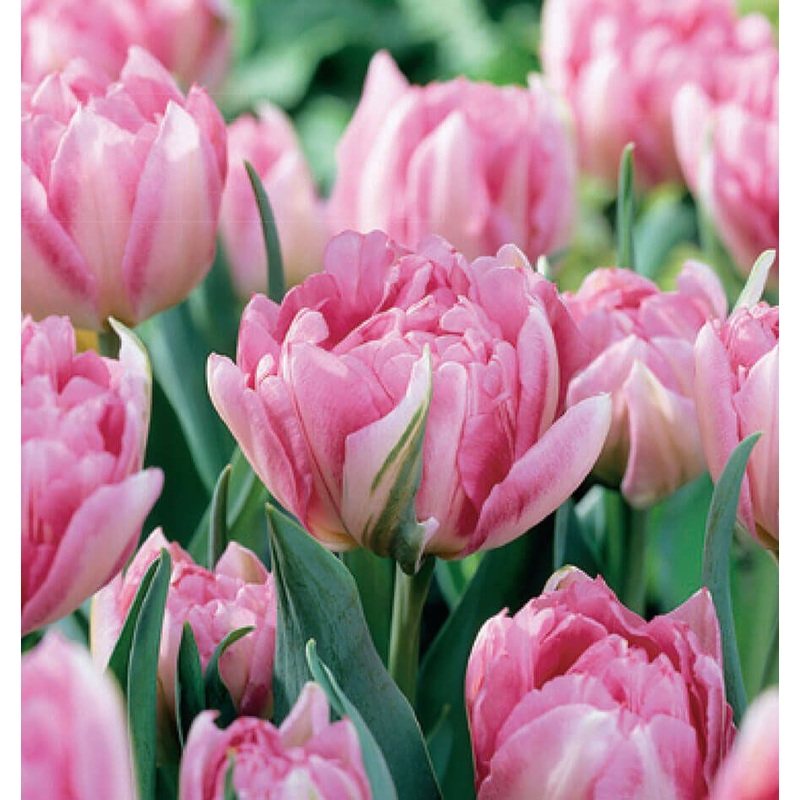 Tulip Peach Blossom – Bulbs|12|6