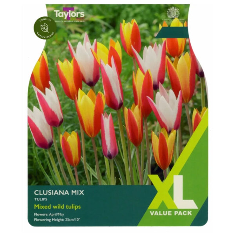 Tulip – Tulip Clusiana Mixed (wild tulip)