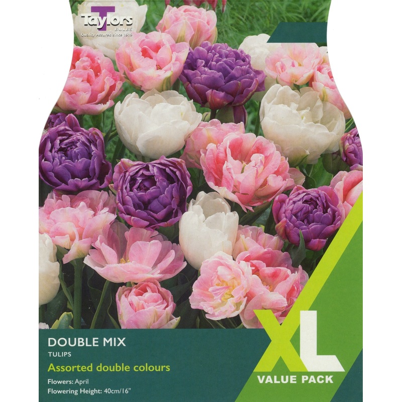 Tulip – Tulip Double Mix Tulip