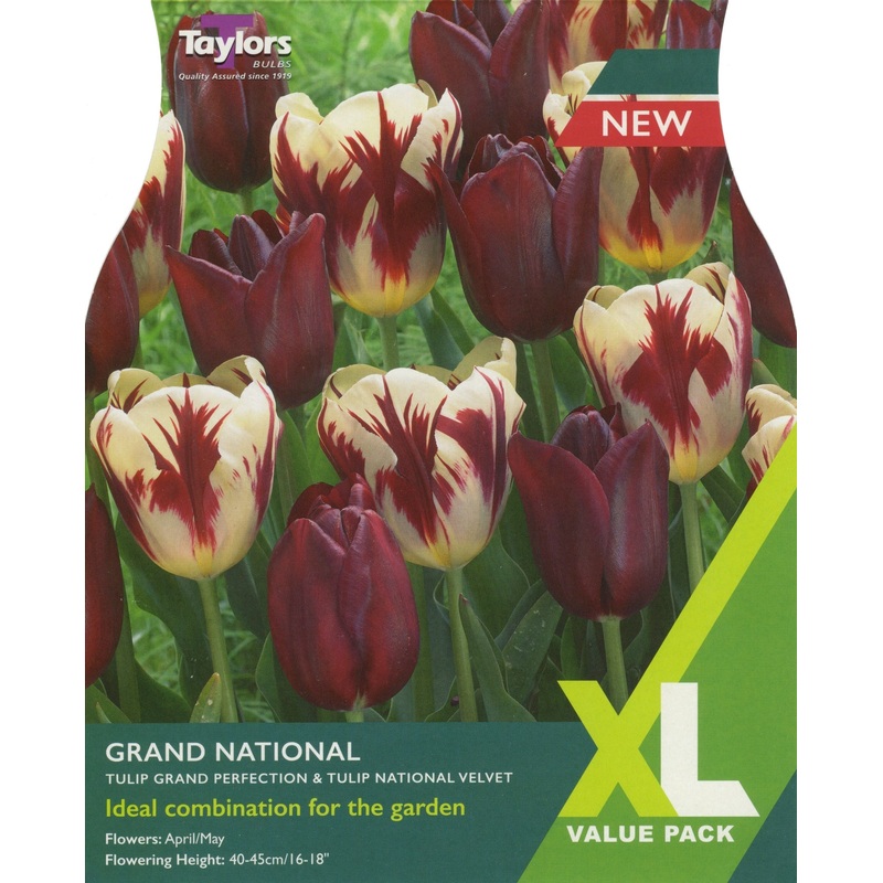 Tulip – Tulip Grand National|15