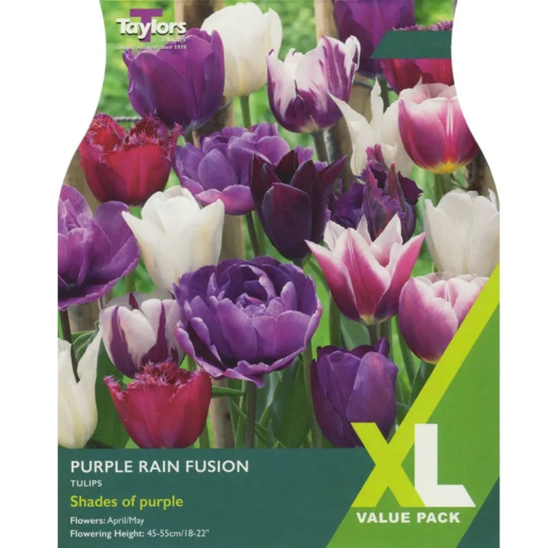 Tulip – Tulip Purple Rain Fusion