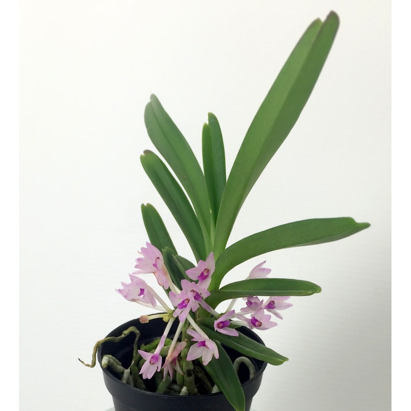 Vanda nana|Nee|Ja