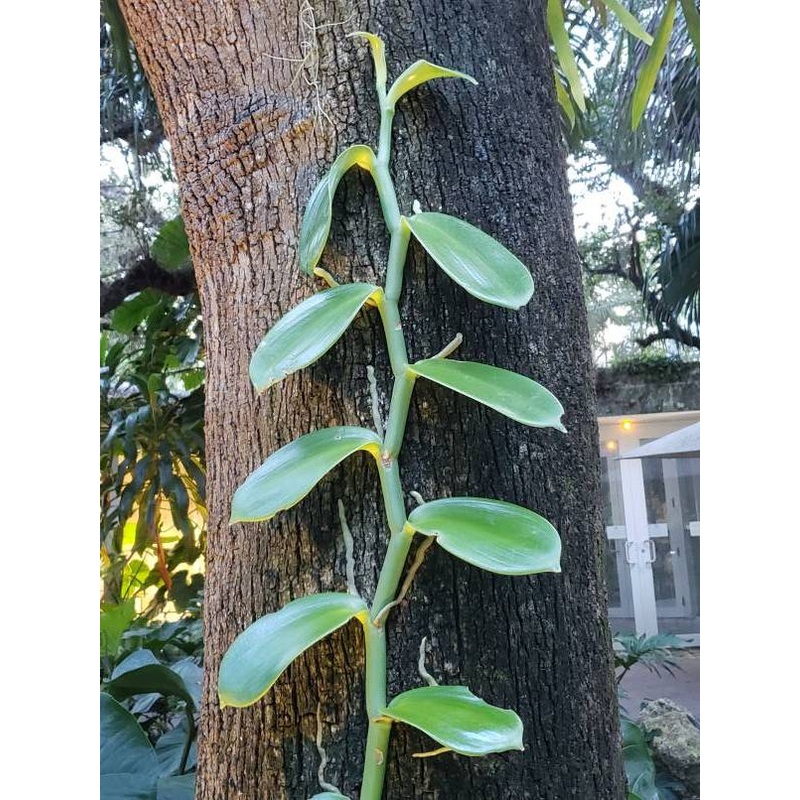 Vanilla pompona