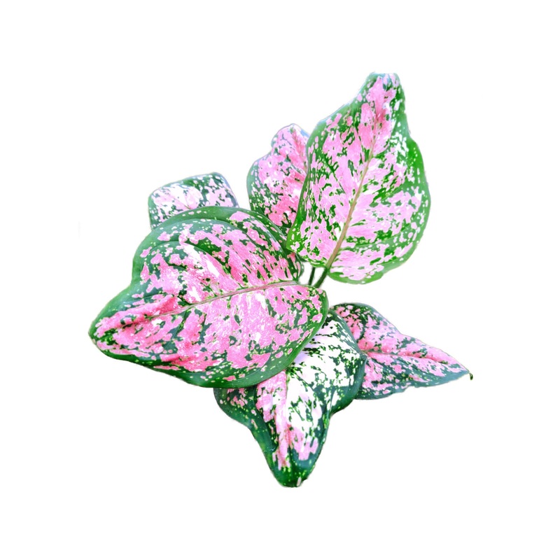 Aglaonema Anyamanee tricolor