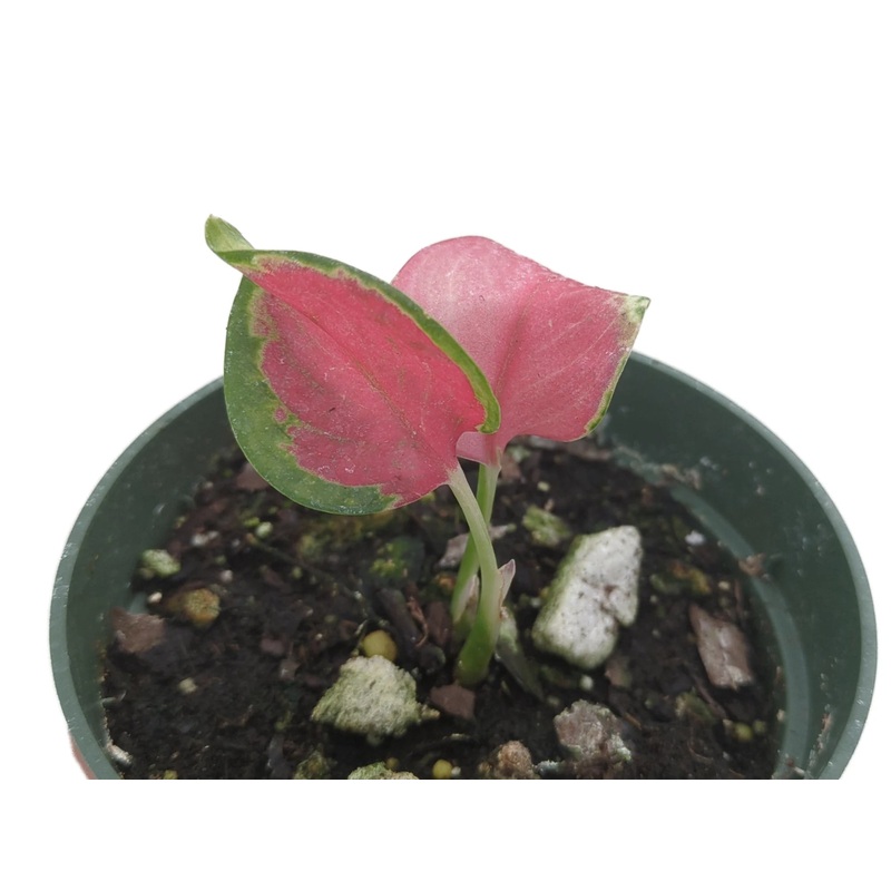 Aglaonema ‘Latosolic Red’