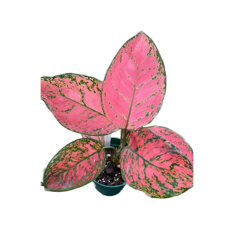 Aglaonema Suk Som Jai Pong