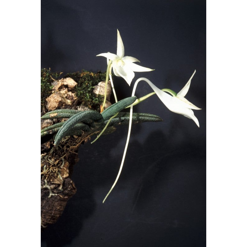 Angraecum aloifolium|Nee|Ja