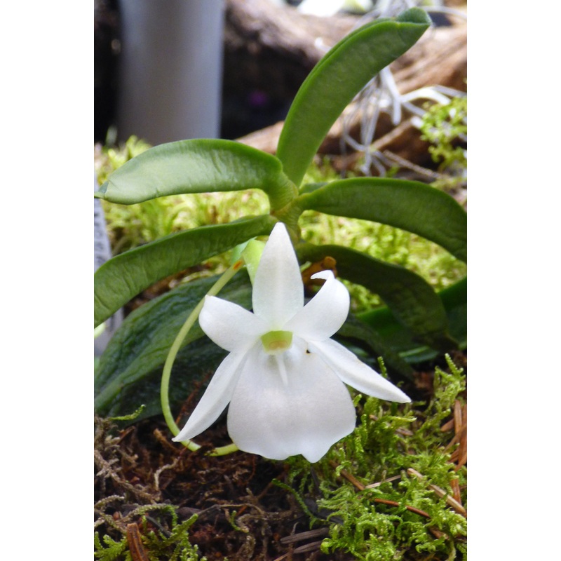 Angraecum equitans|5.5 cm|Nee|Ja