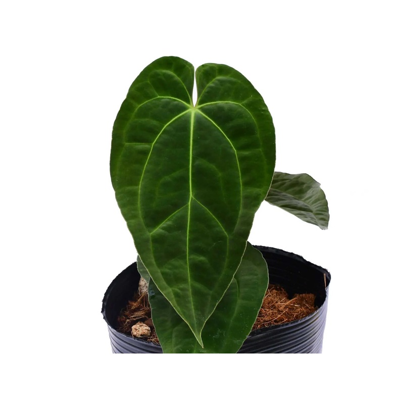 Anthurium Deborah Ward ‘Inverse Crossing’
