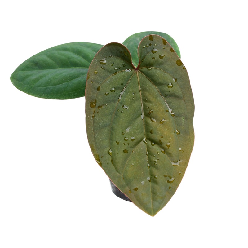 Anthurium dressleri seedling