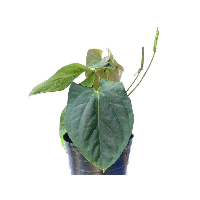 Anthurium giganteum verde x Anthurium besseae aff