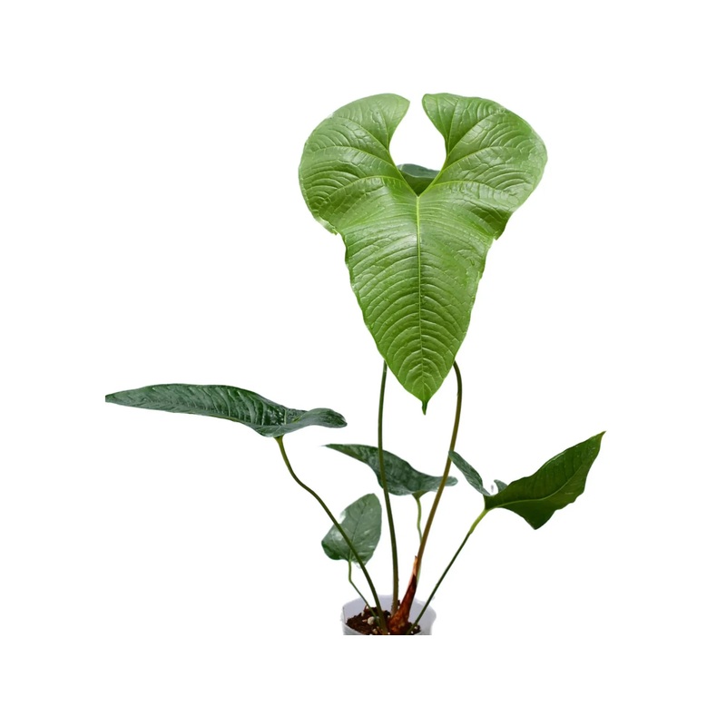 Anthurium insigne cf