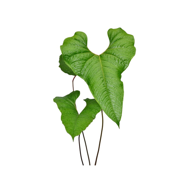 Anthurium insigne ‘Paquishae’