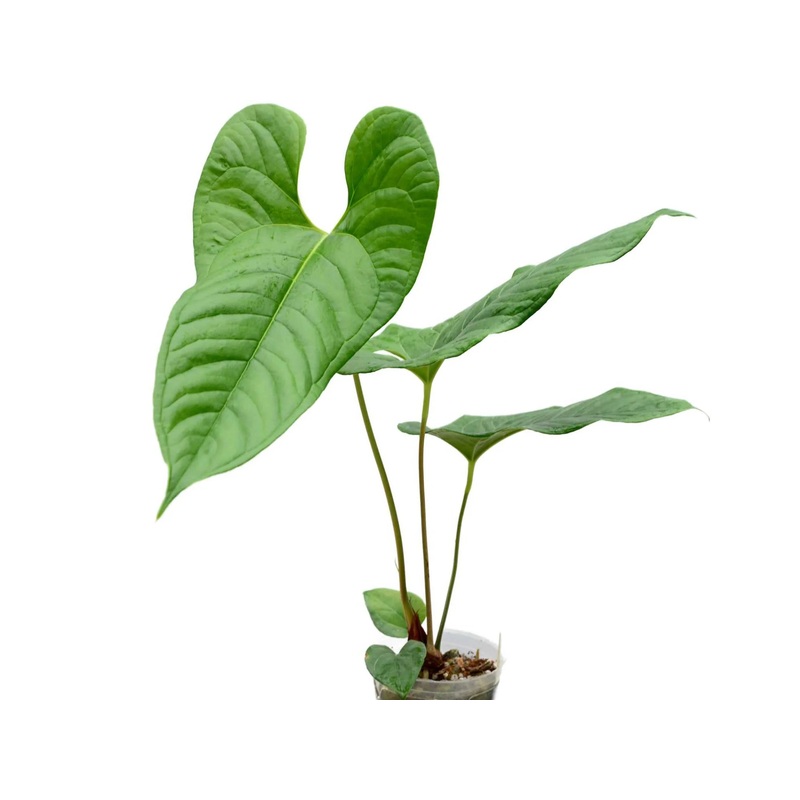 Anthurium ivanportillae (seedling)