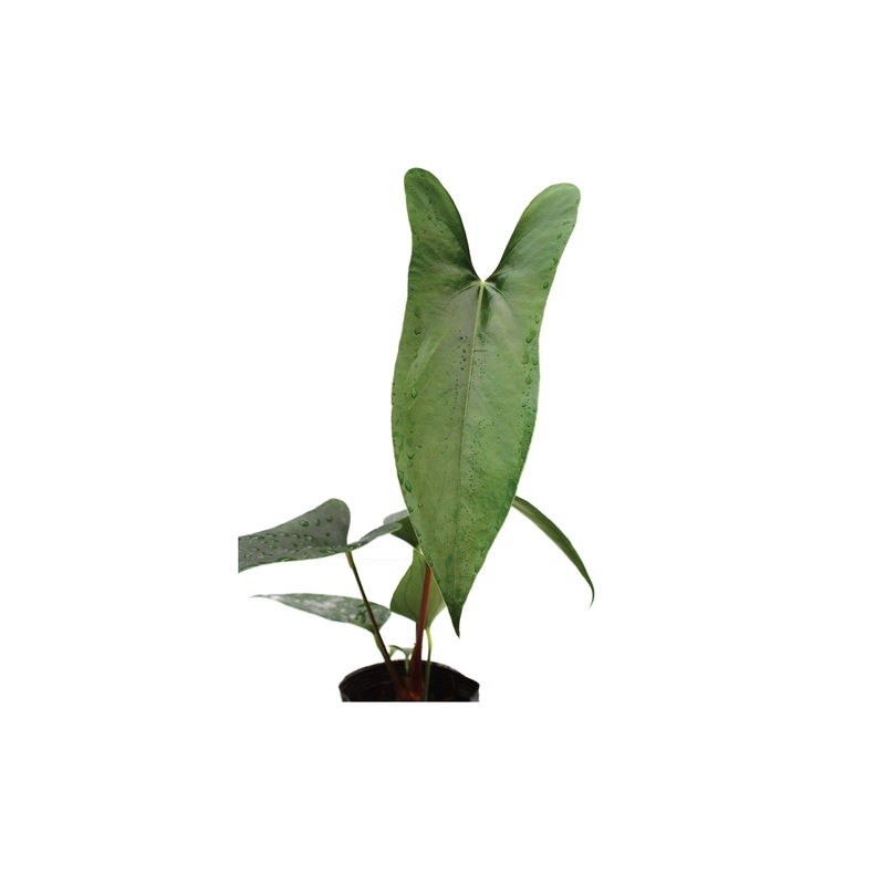 Anthurium nigrolaminum ‘Gigi’ (seedling)