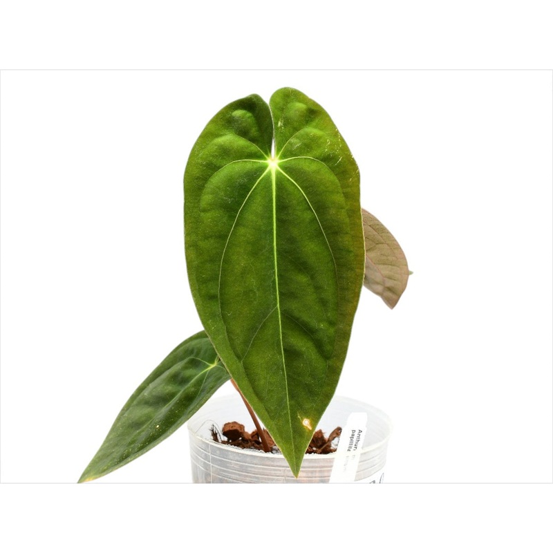 Anthurium papillilaminum (seedling)