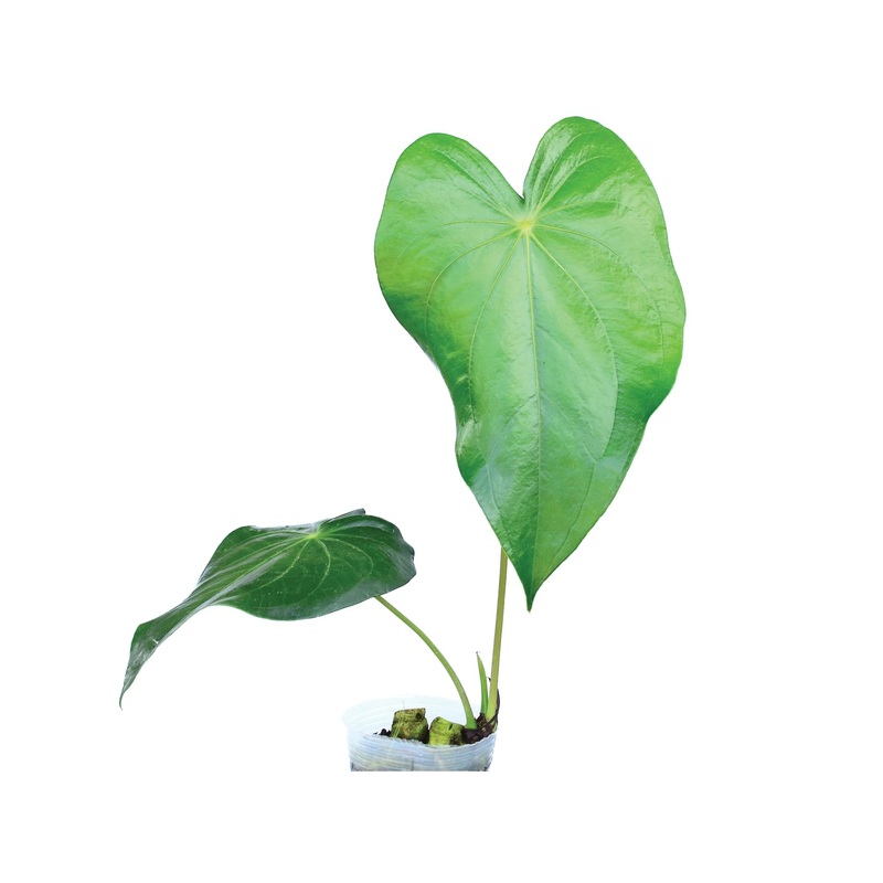 Anthurium regale light