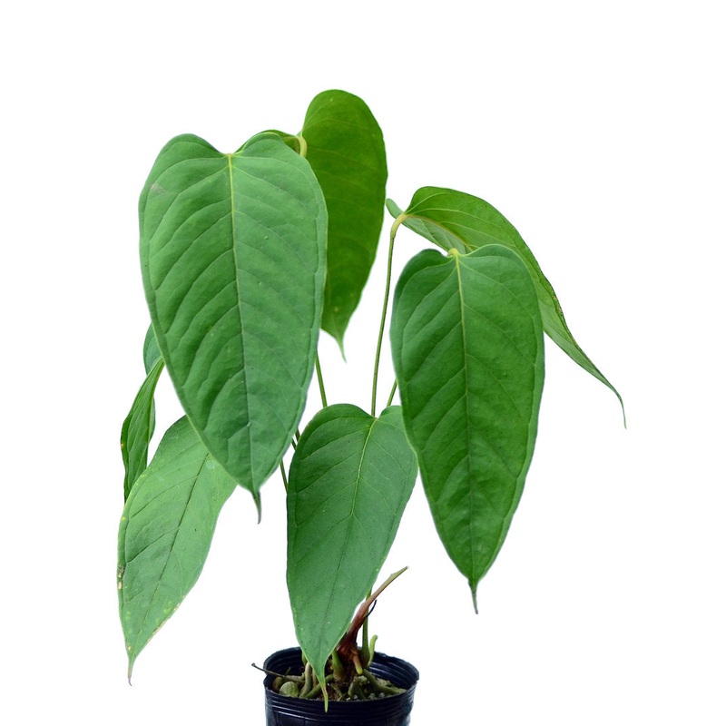 Anthurium veitchii #2 (seedling)