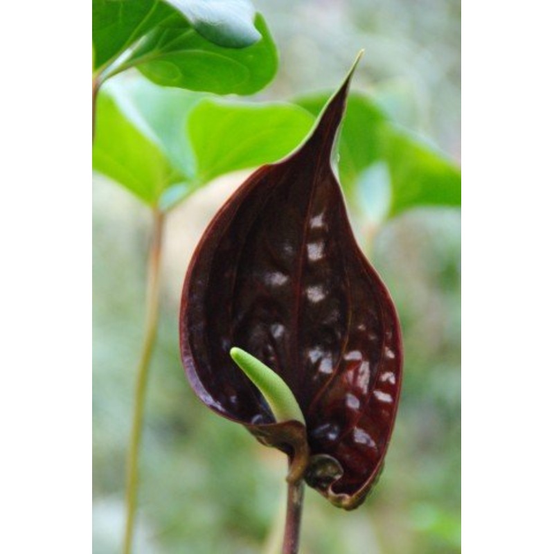 Anthurium watermaliense|12 cm