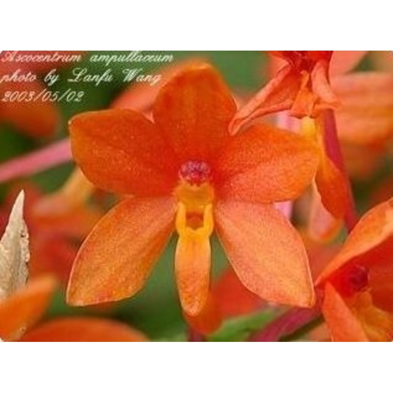 Ascocentrum ampullaceum Orange
