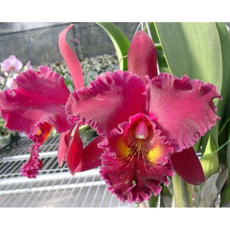 Blc. Chia Lin New City|12 cm|Nee|Ja