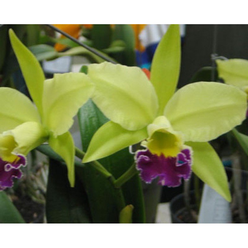 Blc. Greenwich Elmburt|12 cm|Nee|Ja