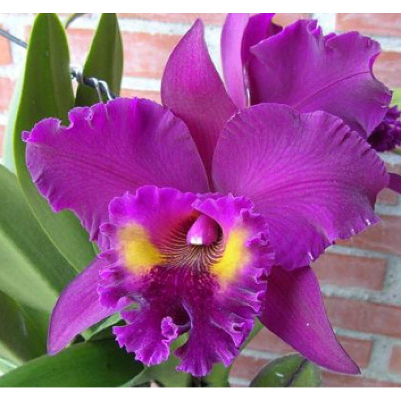 Blc. King of Taiwan Chang Ju|12 cm|17 cm|Nee|Ja