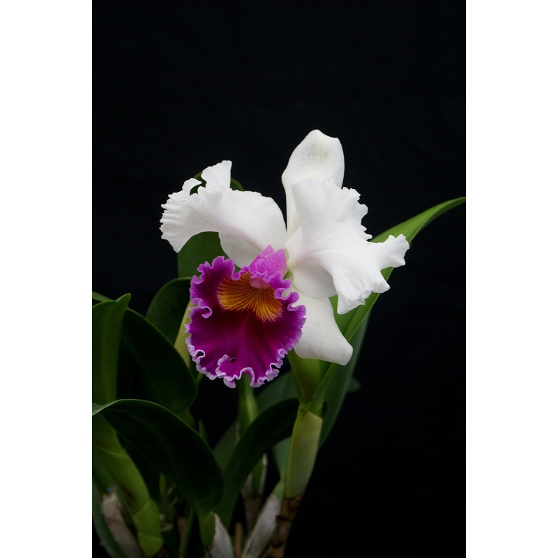 Blc. Varut Rittinan|12 cm|Nee|Ja