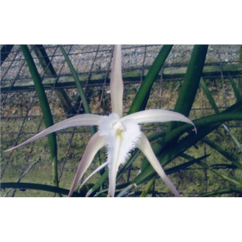 Brassavola David Sander Fireworks