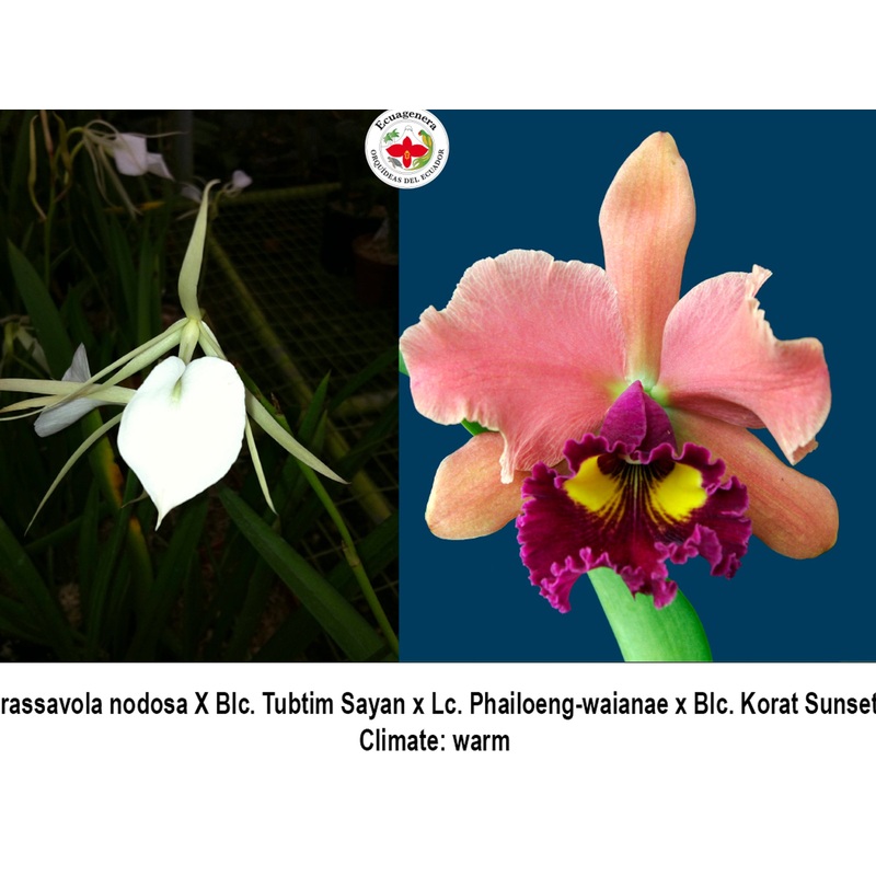 Brassavola nodosa x Blc. Tubtim Sayan x (Rlc. Korat Sunshine)