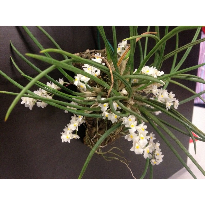 Capanemia uliginosa|5.5 cm|Nee|Ja