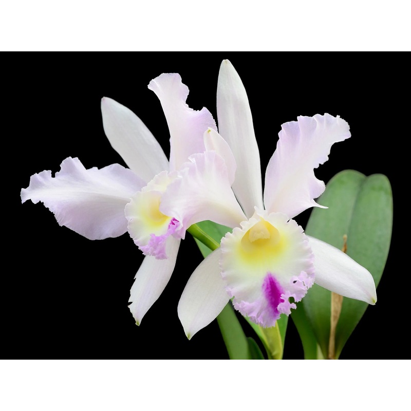 Cattleya Intermedia-Gigas alba X Brassolaeliocattleya Mildred x Blc. Chyong Guu Swan
