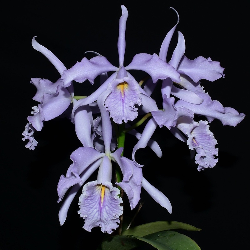 Cattleya maxima f. coerulea ‘Gigi’ x ‘Angelo’ x f. coerulea ‘Gigi’